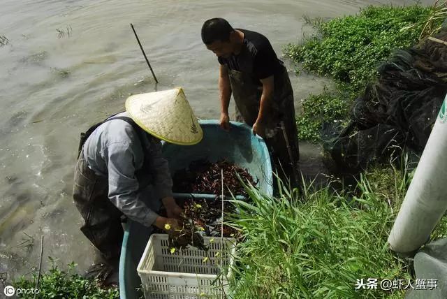 致富经养殖小龙虾_致富龙虾养殖小视频大全_致富经龙虾养殖技术视频