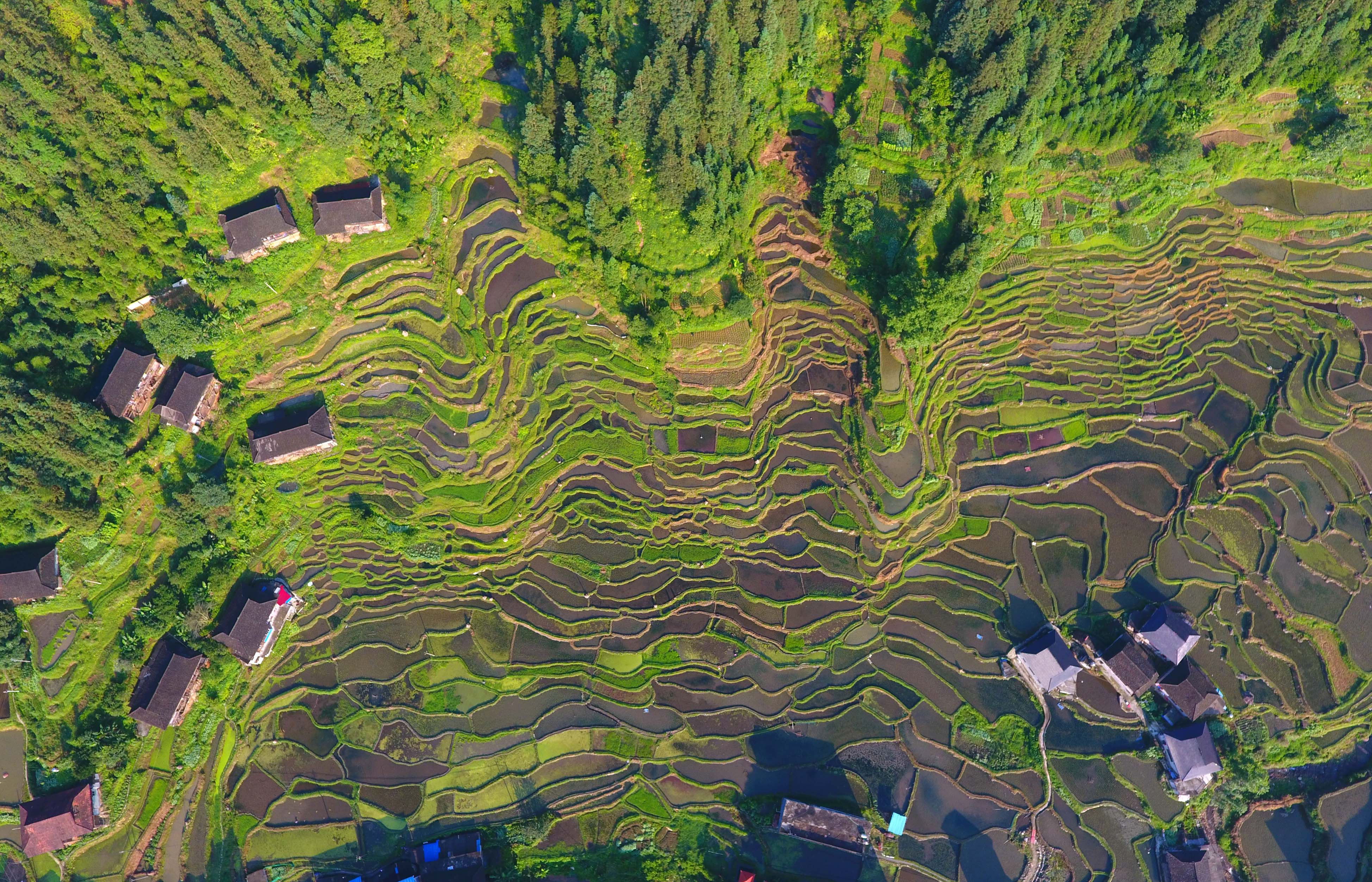 6月2日无人机拍摄的广西融水苗族自治县杆洞乡锦洞村的苗寨梯田.