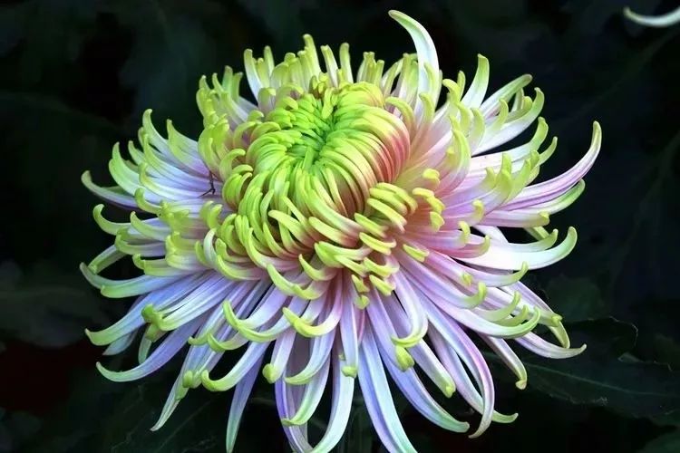 什么被称为花中四君子 3a92a08a6b3445aba5df47cb0c55fadd.jpeg