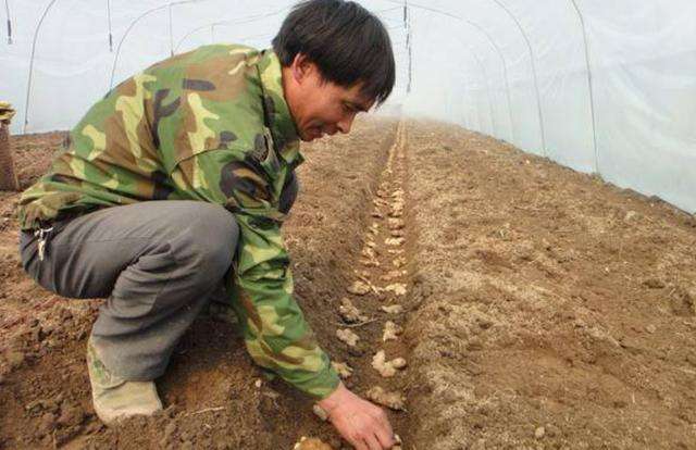 农民关心的生姜种植方法,以下几点很重要,一定要看完