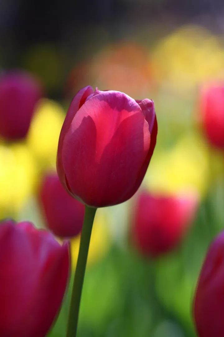 聆听:小提琴曲《我是如此爱你》