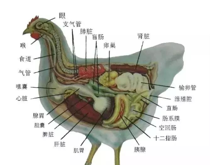 其次,是剖检,看各内脏器官的病理变化而确定得了什么病.