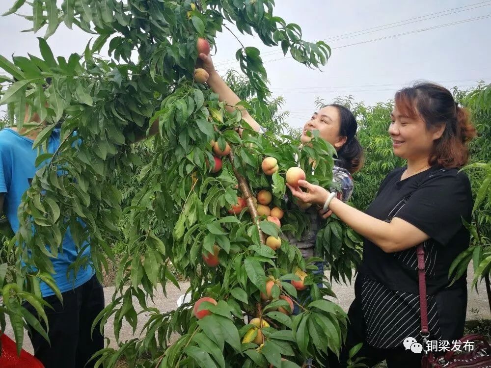 三月桃花六月桃,这两天的双永村,就连空气里头都弥漫着一股桃子味儿.