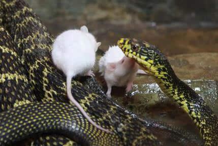 蛇什么时候冬眠结束 508d653b3ebf4fe79d09c404fe3fc208.jpeg