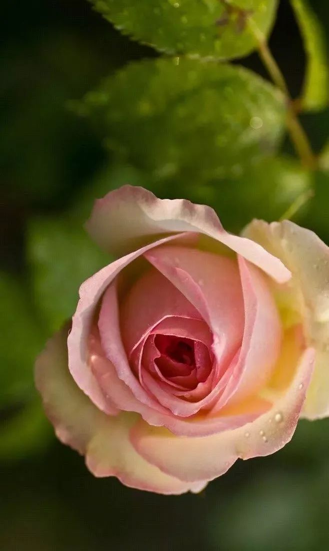 聆听:小提琴曲《我是如此爱你》