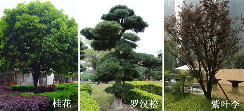 植物造景 实用景观设计来一波