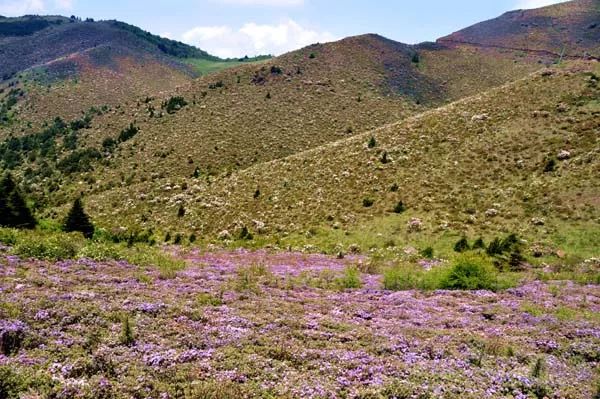 凉山10万亩索玛花盛开花海美景惹人醉