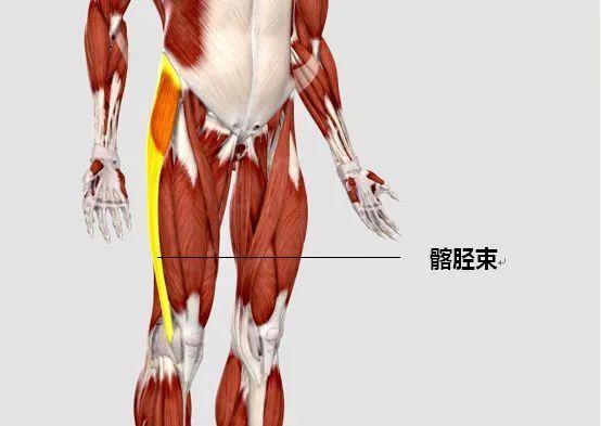 2 膝痛主要用于稳定髌骨,促进股四头肌发力;从膝盖正下方包绕髌骨从
