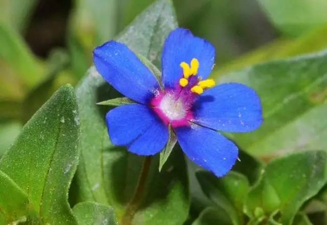 6月2日双子星座花「红色子柱花&蓝繁缕」