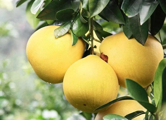 糖尿病不宜吃的五种水果 749f19bc1d1d4875b163a27a627600f7.png