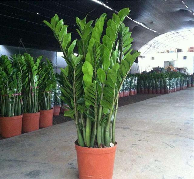客厅最旺的三种树金钱树 77ae701c77f9499e8a2a65feb9dc932d.jpeg