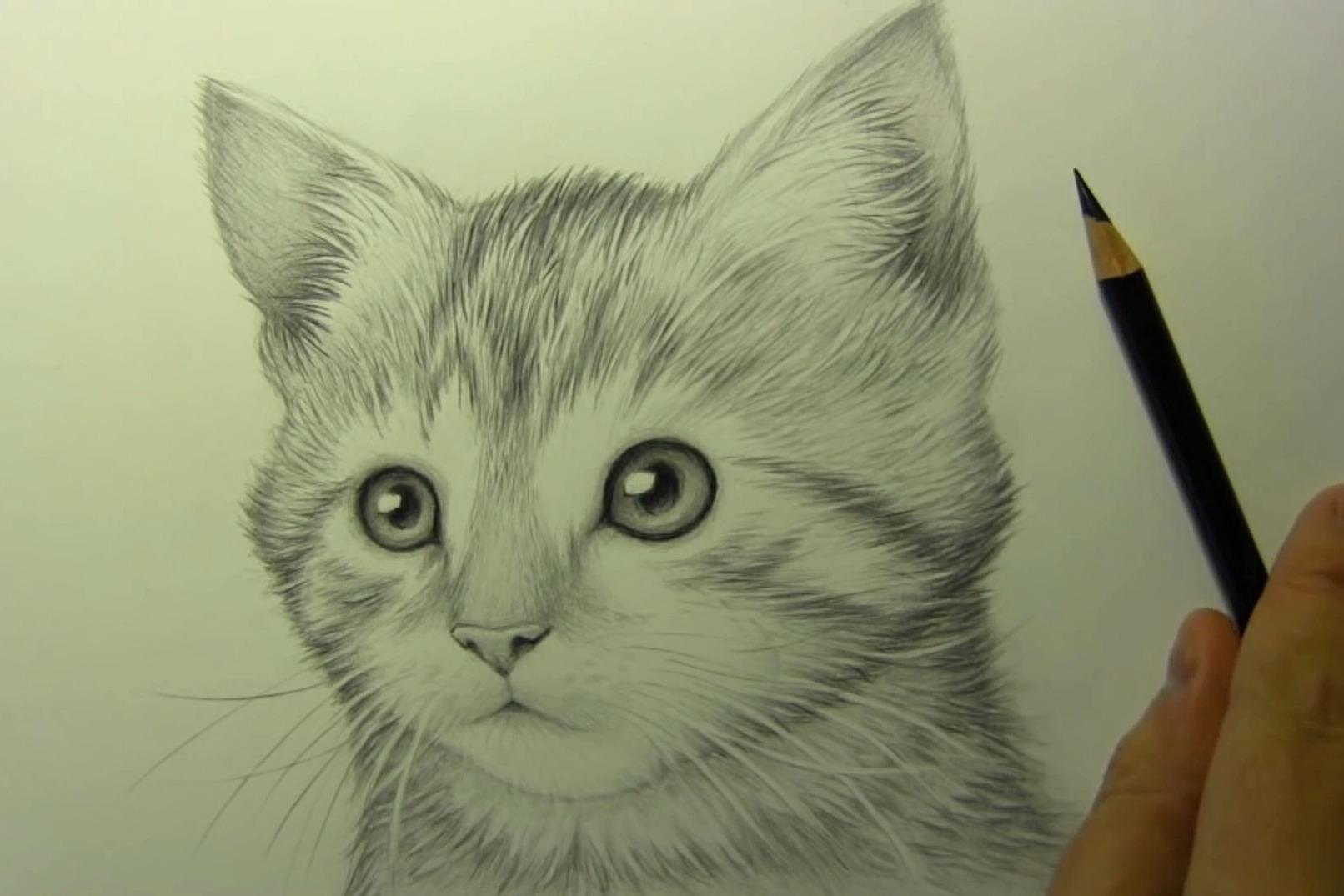 猫，素描|纯艺术|绘画|安越白 - 原创作品 - 站酷 (ZCOOL)