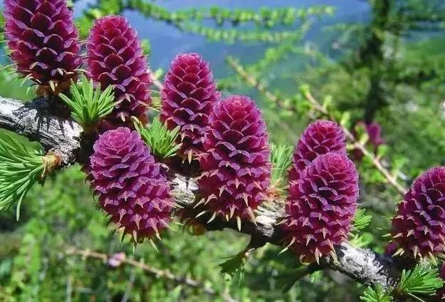 秦岭特有种,国家重点保护植物 太白红杉
