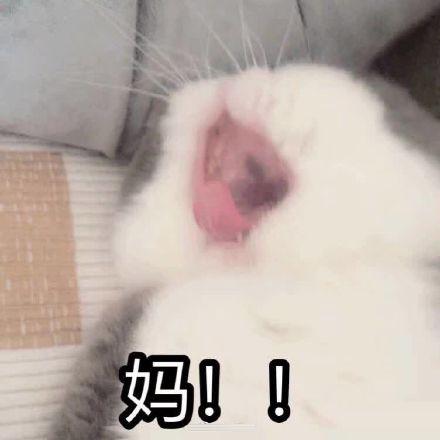 猫咪跟妈妈要生活费表情包妈我没钱啦
