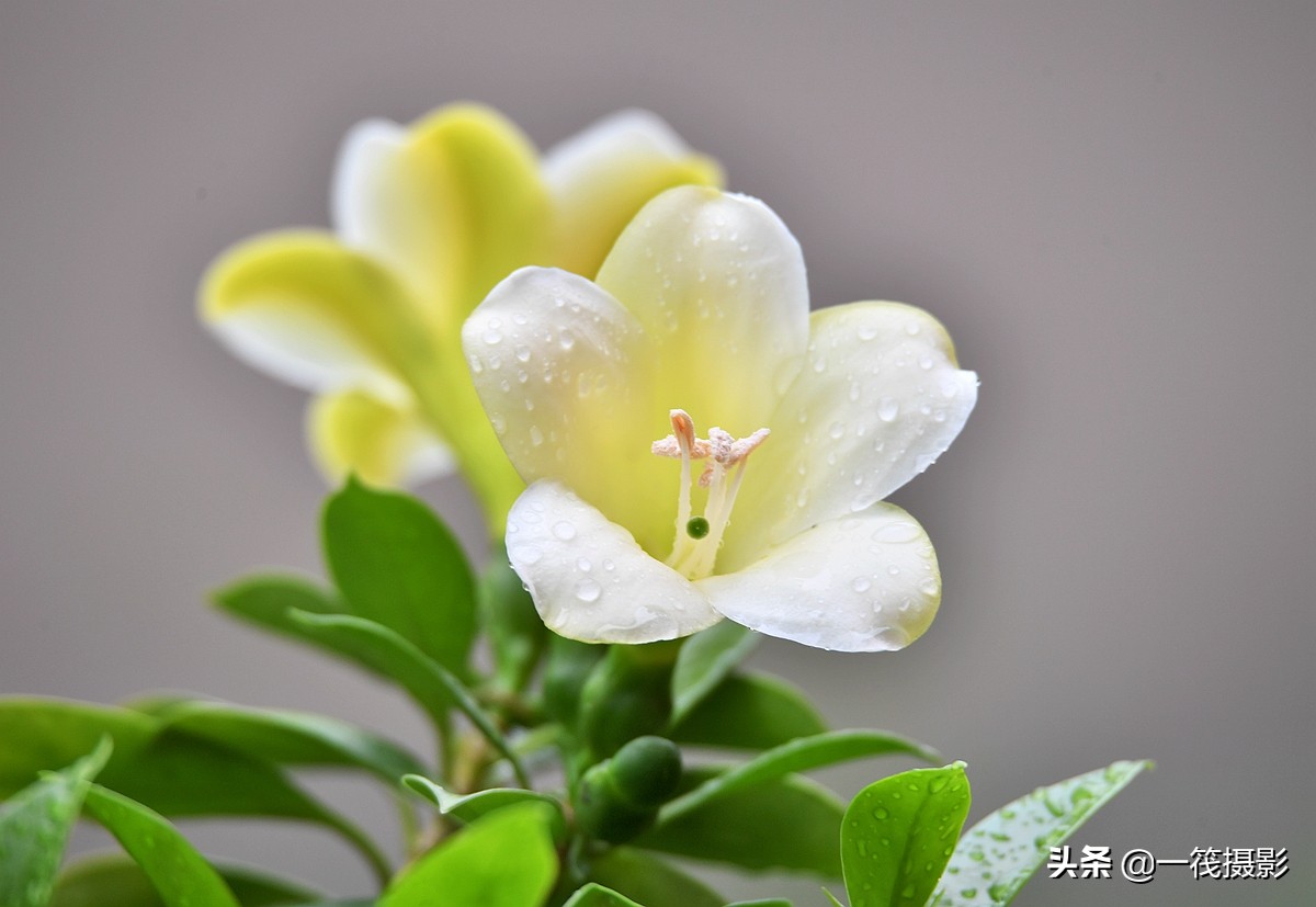 灰莉,优良的庭园,室内观叶植物,又名非洲茉莉