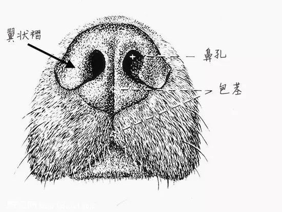 大多数哺乳动物的嗅觉器官叫嗅黏膜,狗嗅黏膜的面积约为人类的4