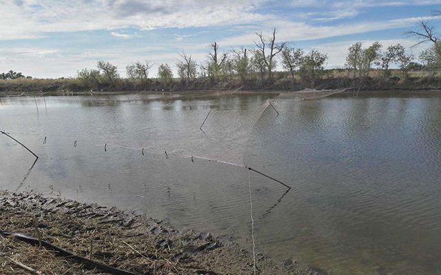 怎么养鱼塘 c40bc903e5ac485fa16d0a1fcfc9212b.jpeg