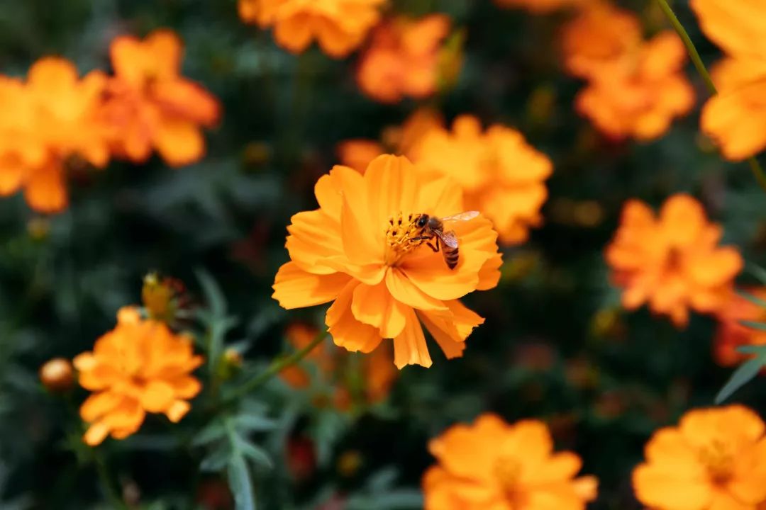 30000㎡橙色花海,10w朵硫华菊绽放最美生命力