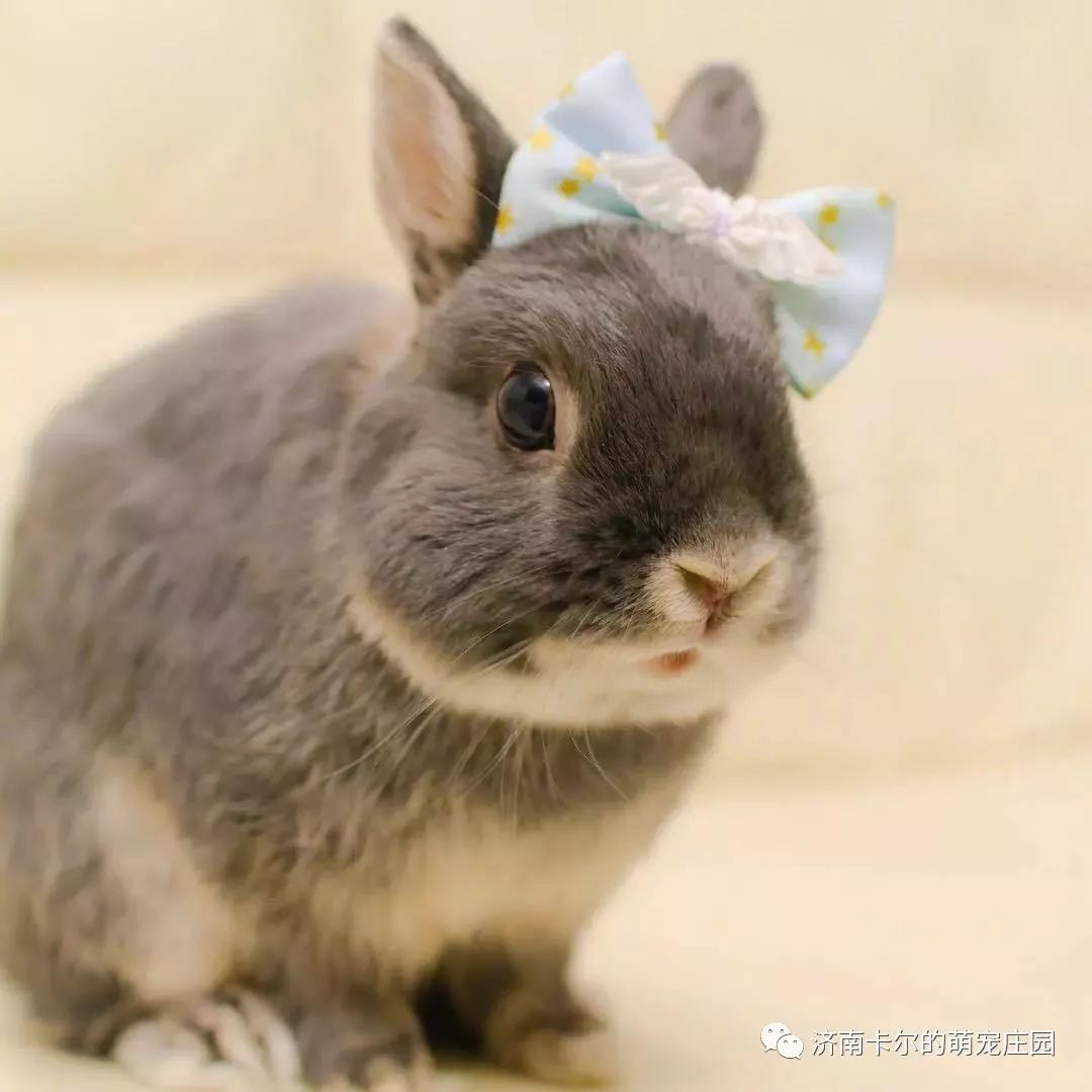免费送萌宠兔,泉城竟还藏有这样一个好玩的地