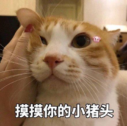 摸摸你的小猪头