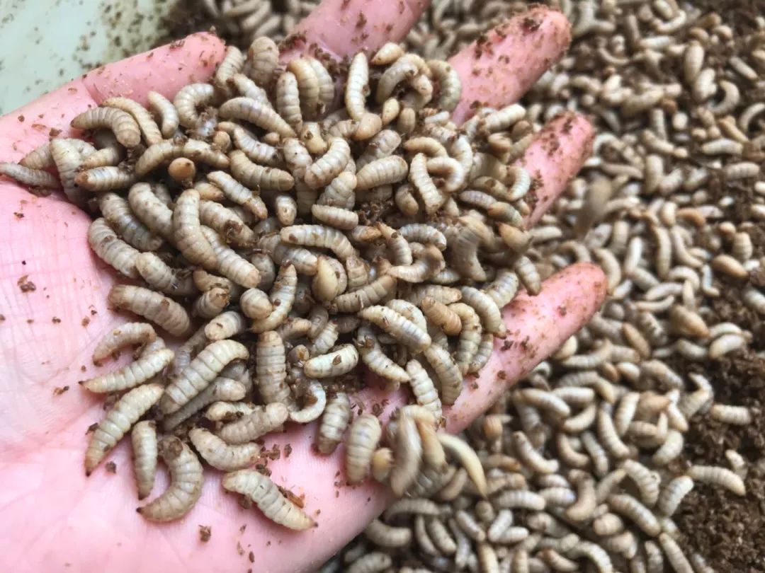 王泽铺虻链农庄黑水虻生态化处理餐厨垃圾效益好
