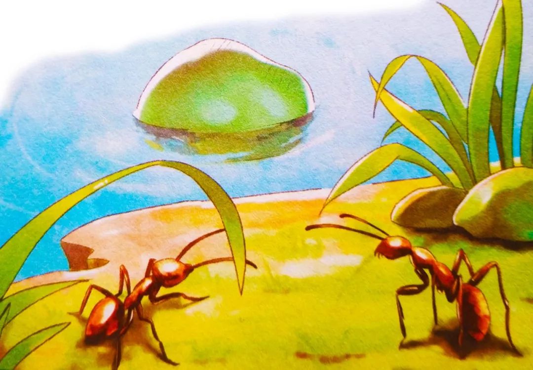 昆虫记中描写红蚂蚁的外形