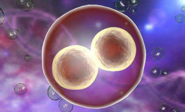 卵子老化 精卵老化是什么 了解这些 对胎儿的发育意义重大 排卵