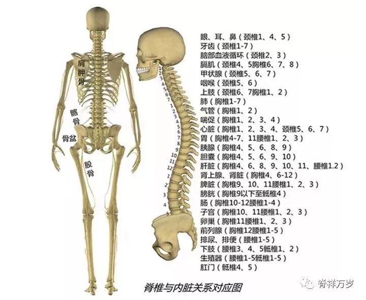 治疗疼痛须知的筋结点