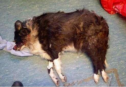 怎么看小狗有没有生病 ecdf4c3c82634dffbc2cbf09c002f1d1.jpeg