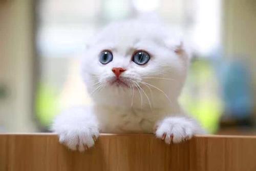 幼猫拉稀不吃饭怎么办,小猫拉肚子不吃饭怎么办