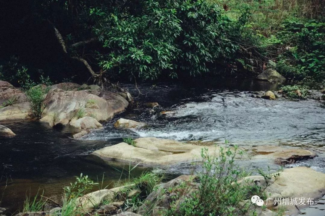 林木丰茂,风景清幽畲族村原生态自然风光除了摘杨梅,还可以欣赏吃一