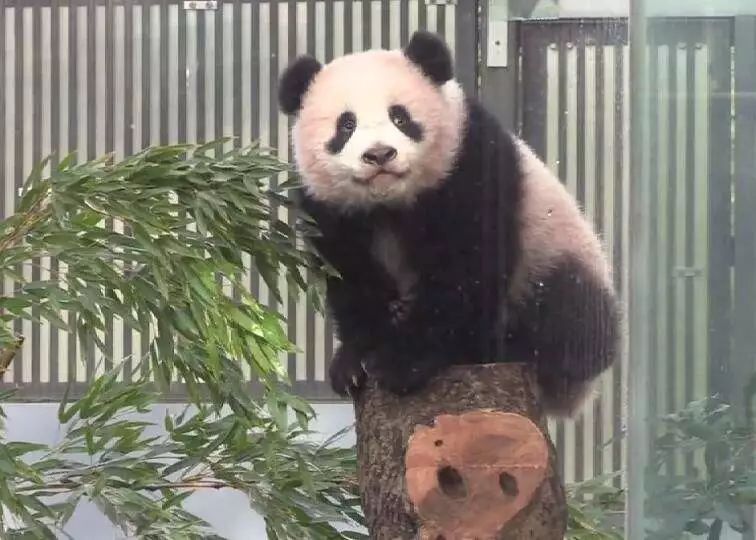 这下满意了旅日大熊猫香香租借续期一年