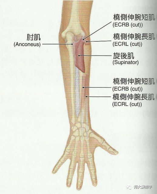 桡神经解剖易卡压点触诊牵张治疗