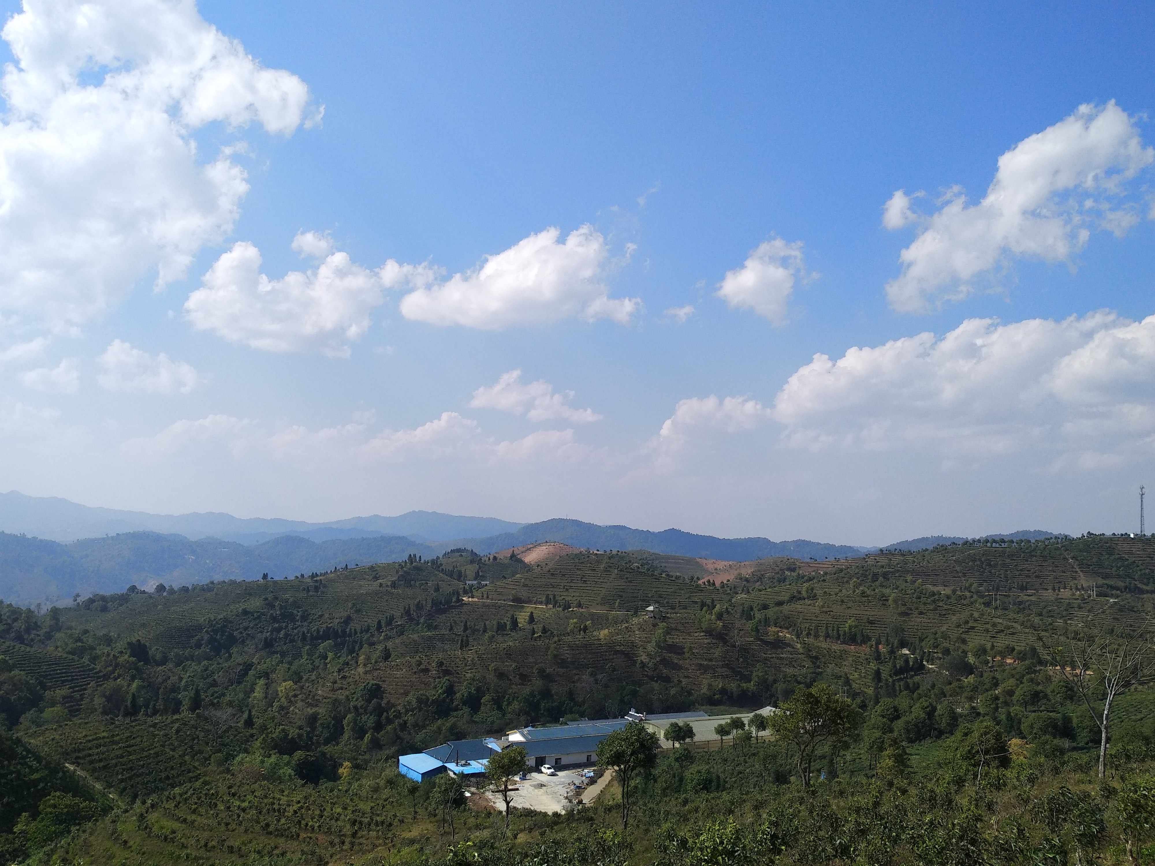 普洱茶里不仅仅有古树茶布朗山上不仅仅有老班章