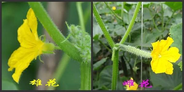 雄花雌花也很好辨别,雄花花瓣下面的花托很小,而雌花会有小小的隆起