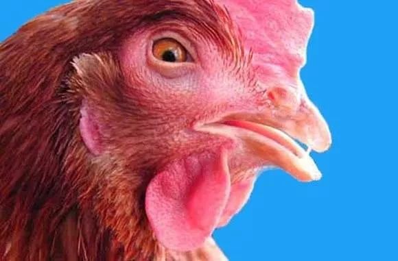 养殖过程中碰到鸡肿头肿脸的情况非常多看看有哪些原因会引起鸡肿头肿