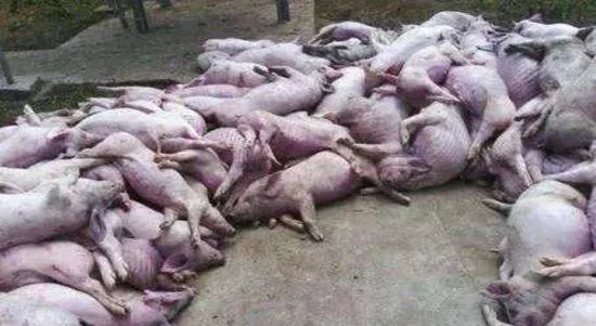 非洲猪瘟广西市场上的猪肉还能放心吃吗权威的解释来了