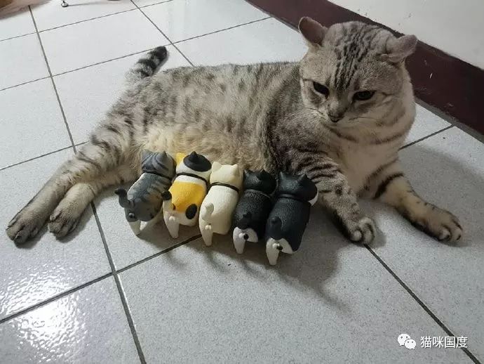 怎么看小猫怀没怀孕 1597e0373e53432285f5b742163f6bfd.jpeg