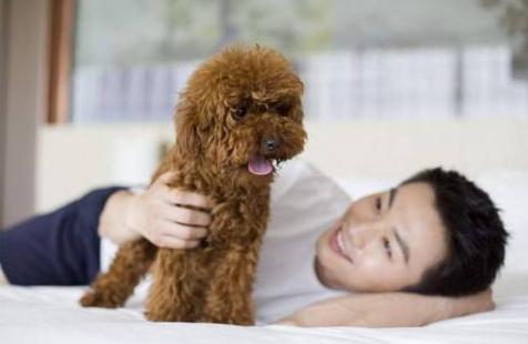 泰迪犬突然咬你 反省你是否对它做了这5件事 狗狗