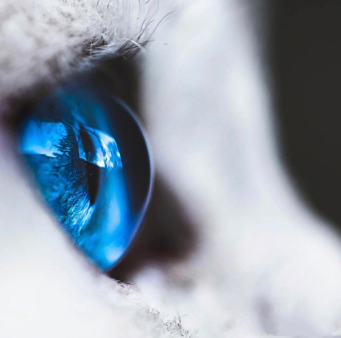 艺术 猫眼