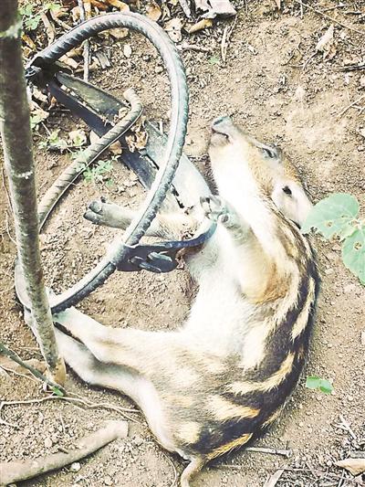 昌平山区野猪幼崽遭遇猎夹相关法规布设猎夹违法