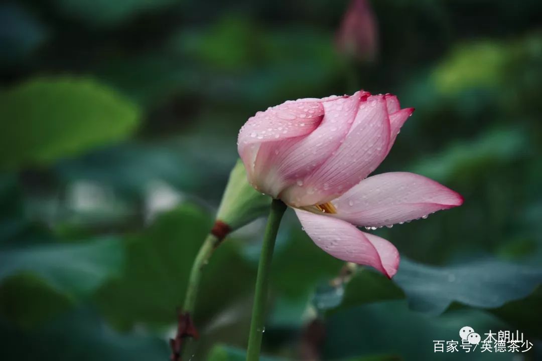 有荷的季节,微风轻起,万般风情 摇曳生姿,玉檀生烟,蝉鸣蛙声中 在