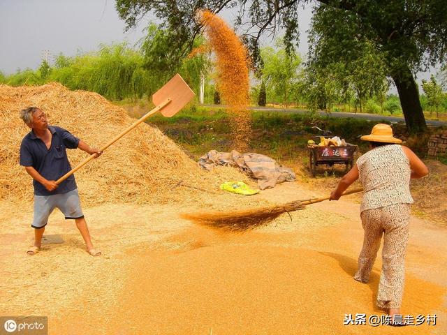 又到一年芒种时,你还想再去割麦子?