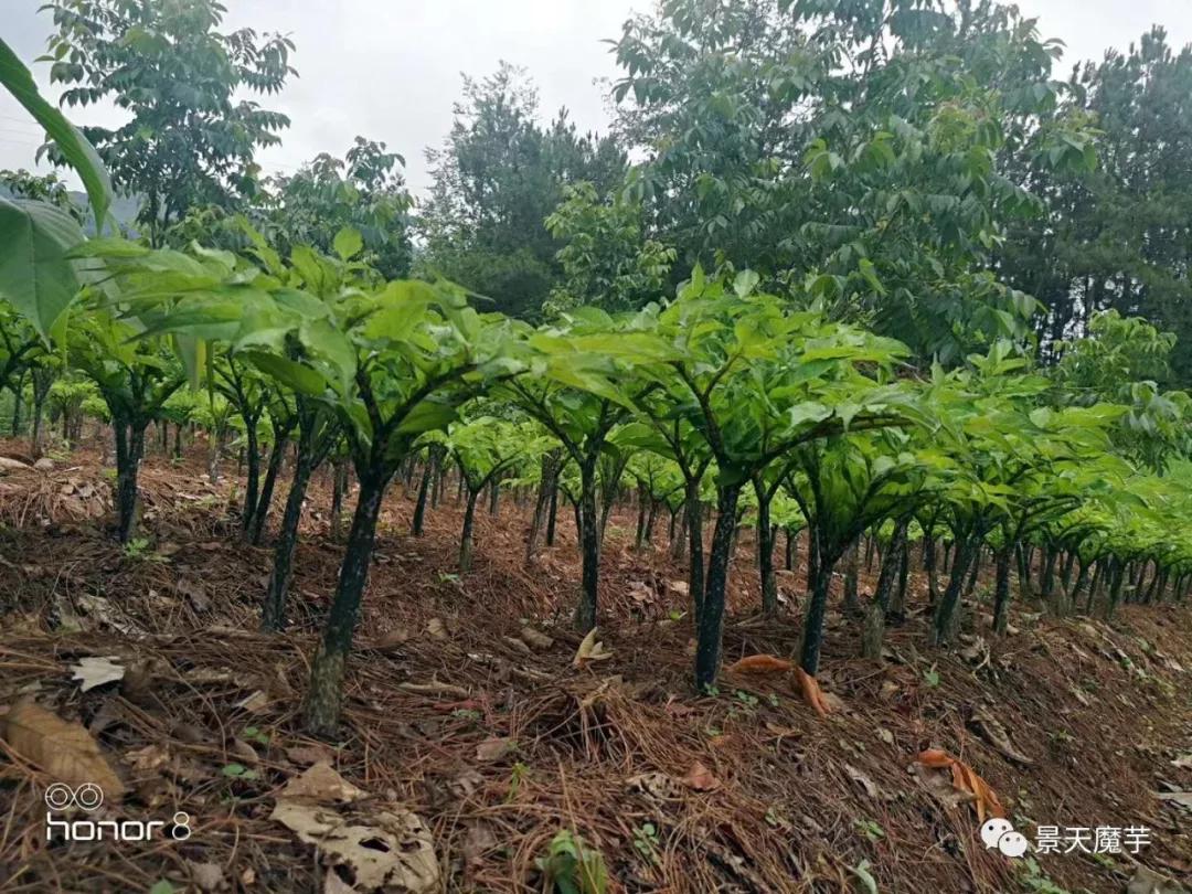 魔芋种植技术的管理要点