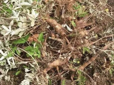 价格偏高的中药材 3686d367f8c6459bab17a96d49e9a087.jpeg