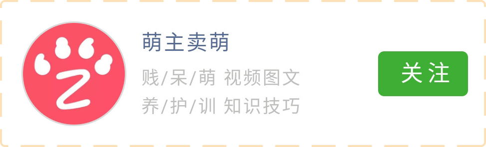 狗生不出来怎么办