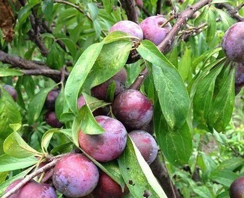 安南"茵红李"又甜又脆!