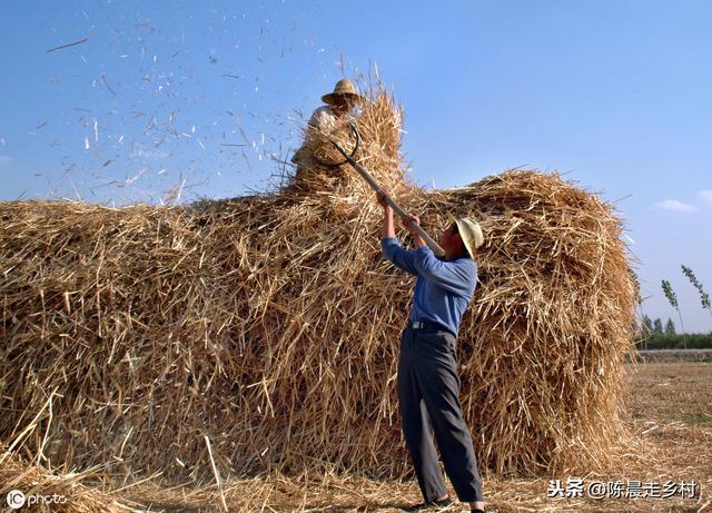 又到一年芒种时,你还想再去割麦子?_麦芒
