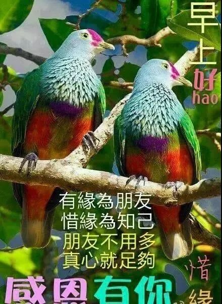 6月最新早上好表情动态图片带字和鲜花,早上好问候祝福动态图片