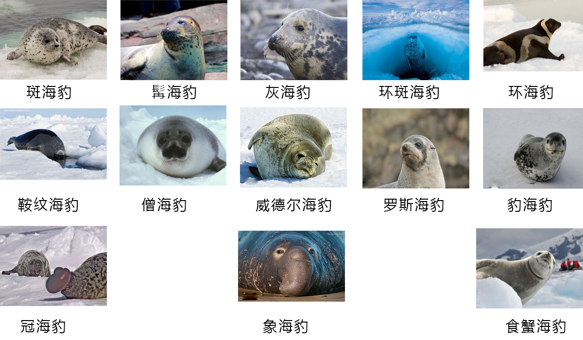 如何区分海狗,海狮,海豹?它们有何区别?
